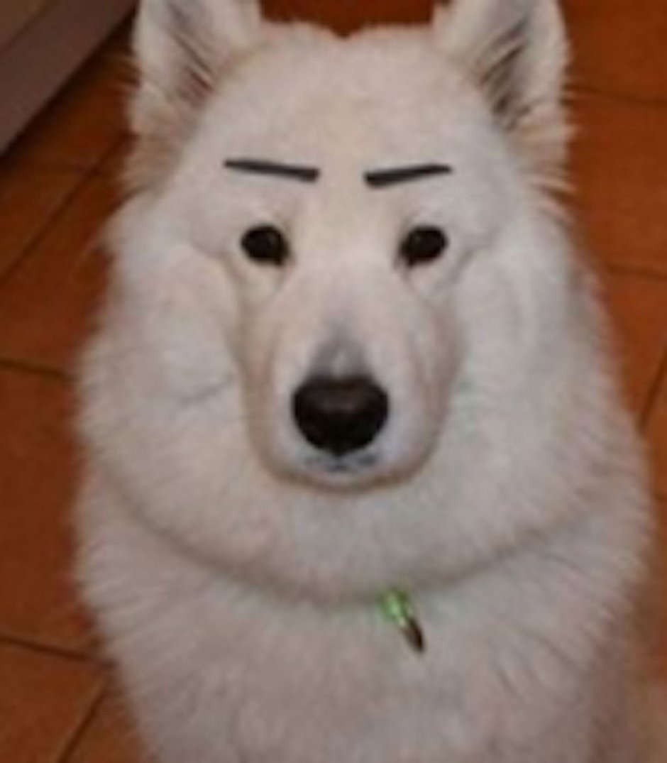 Маламут собака белый