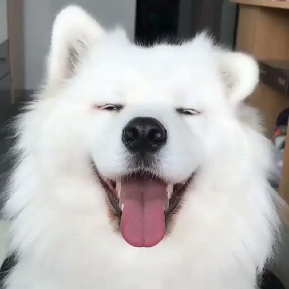 Пак со Джун с собачкой