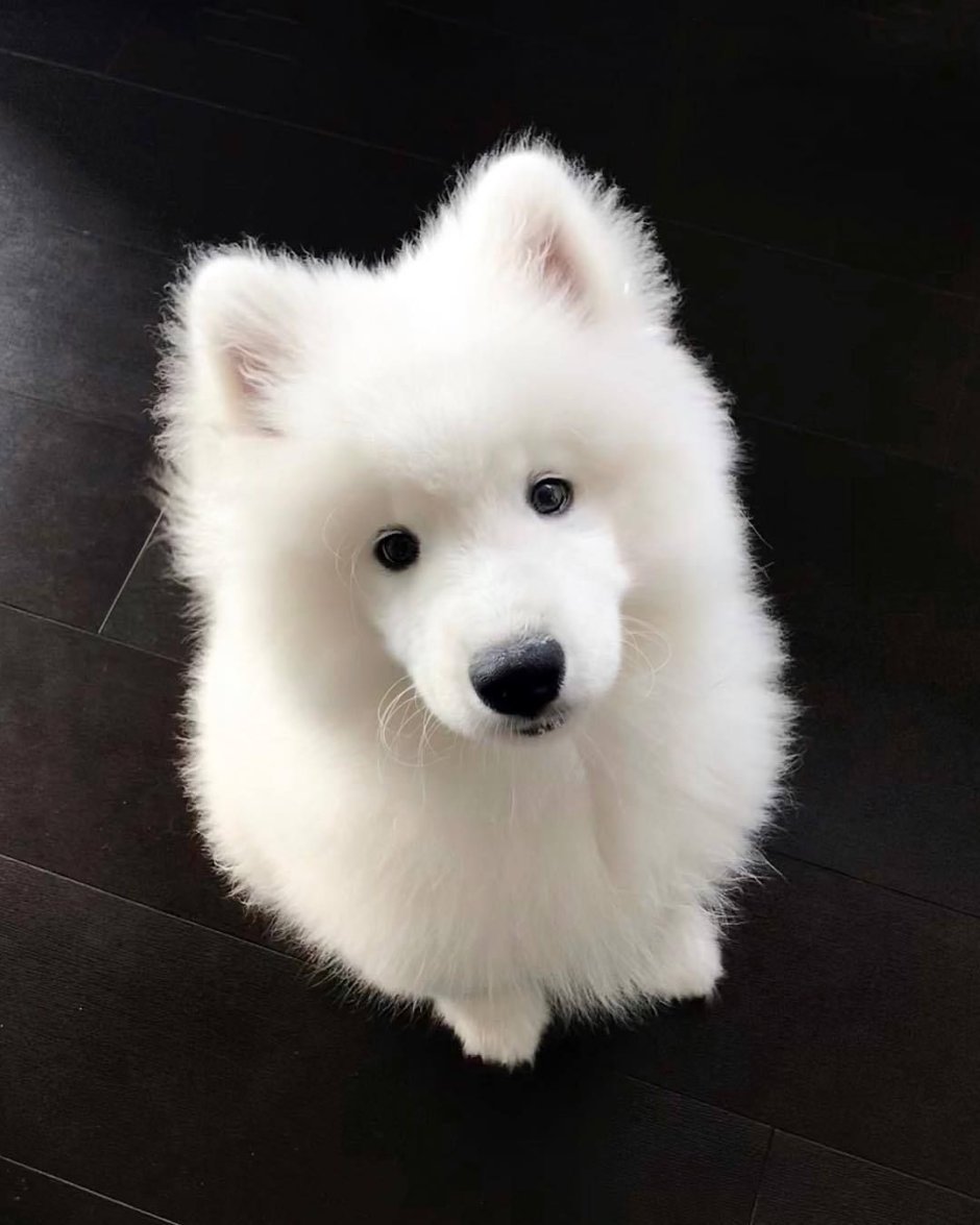 Померанский шпиц хвост белый