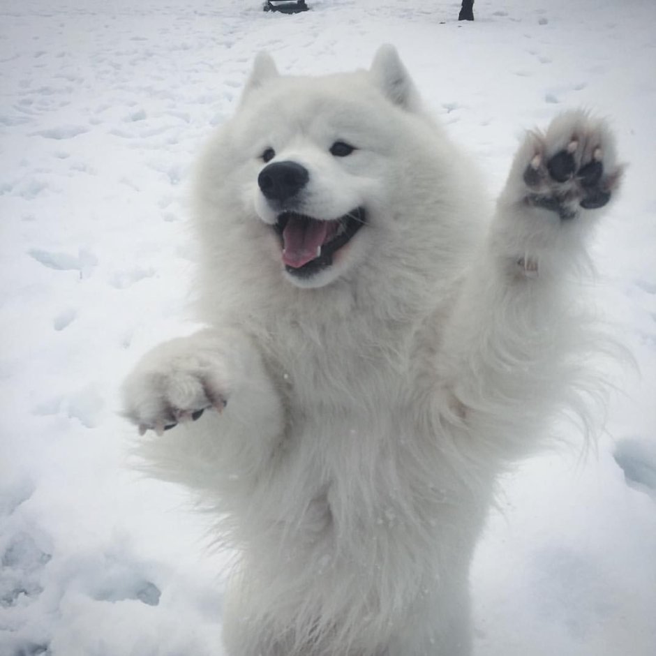 Стрижка самоеда