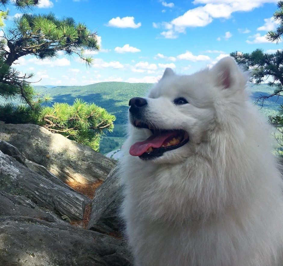 Шпиц померанский карликовый