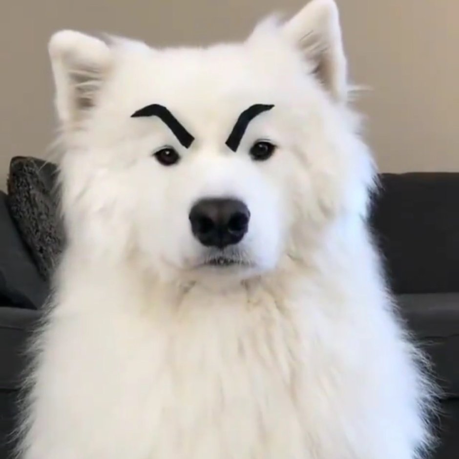 Хаски самоед