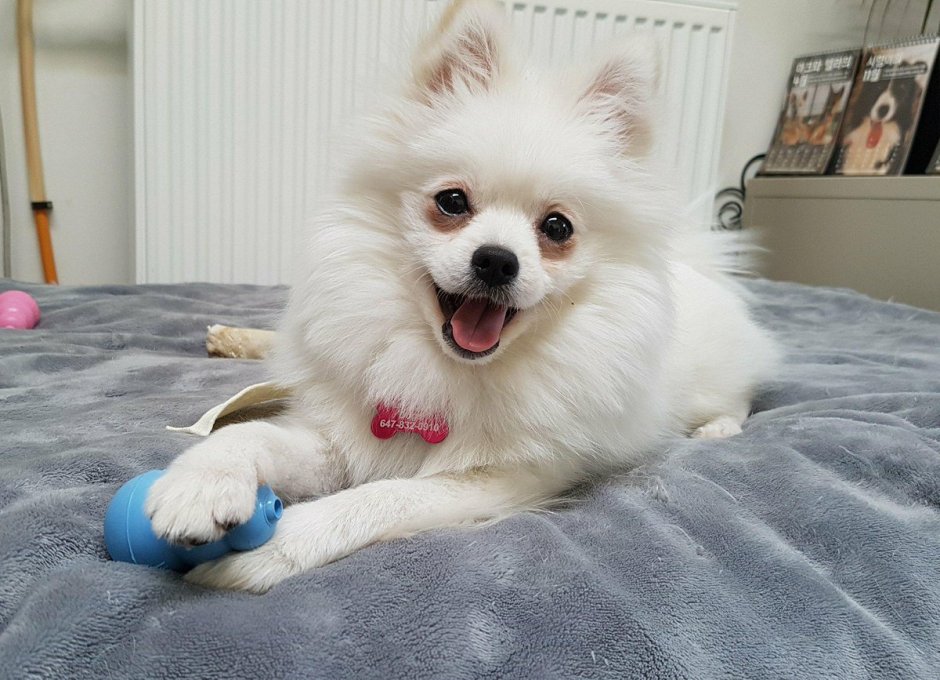 Померанский шпиц корейский