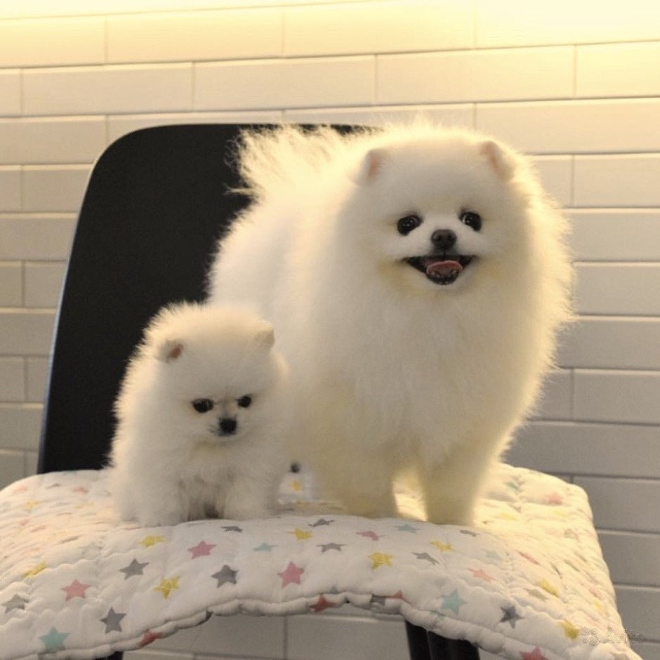 Белый хаски с голубыми глазами