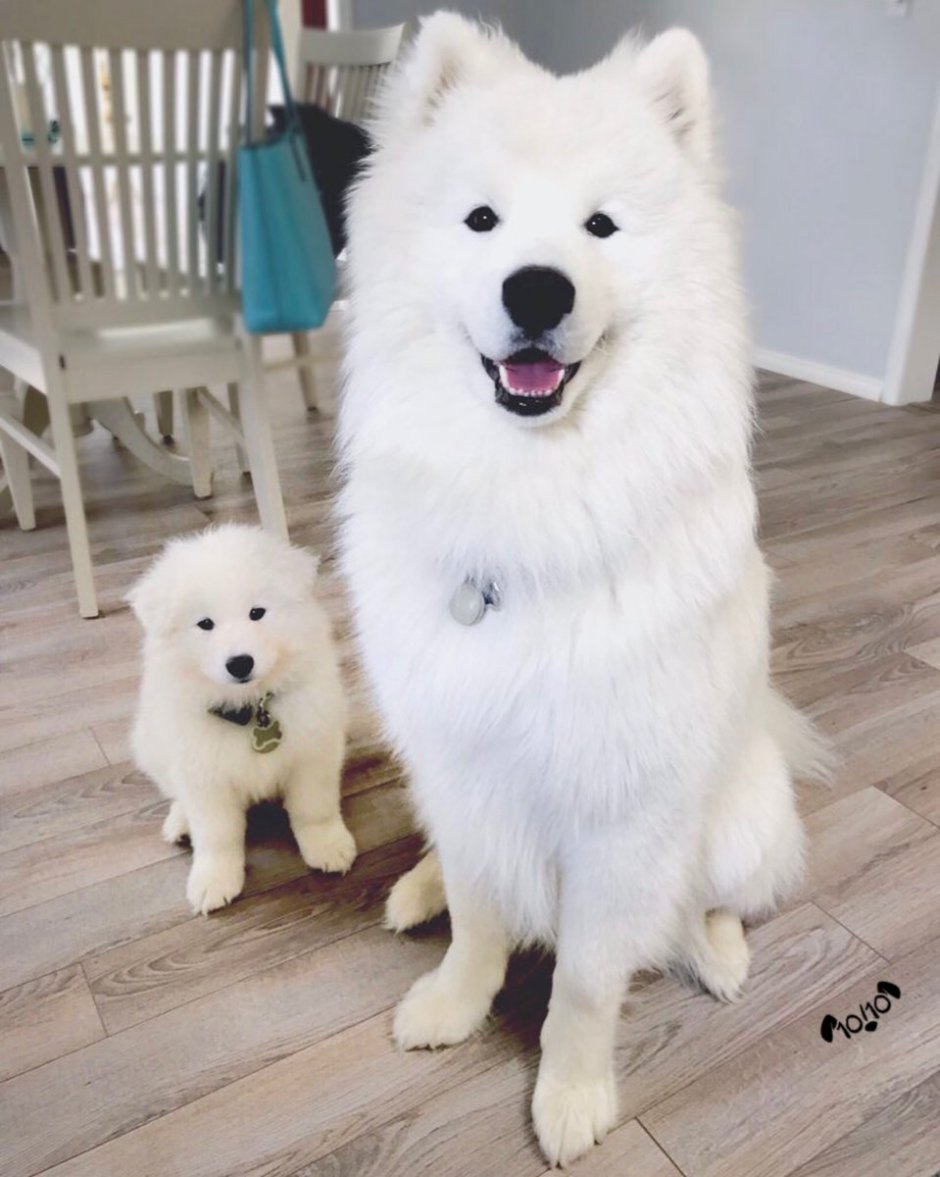 Японская лайка Акита ину