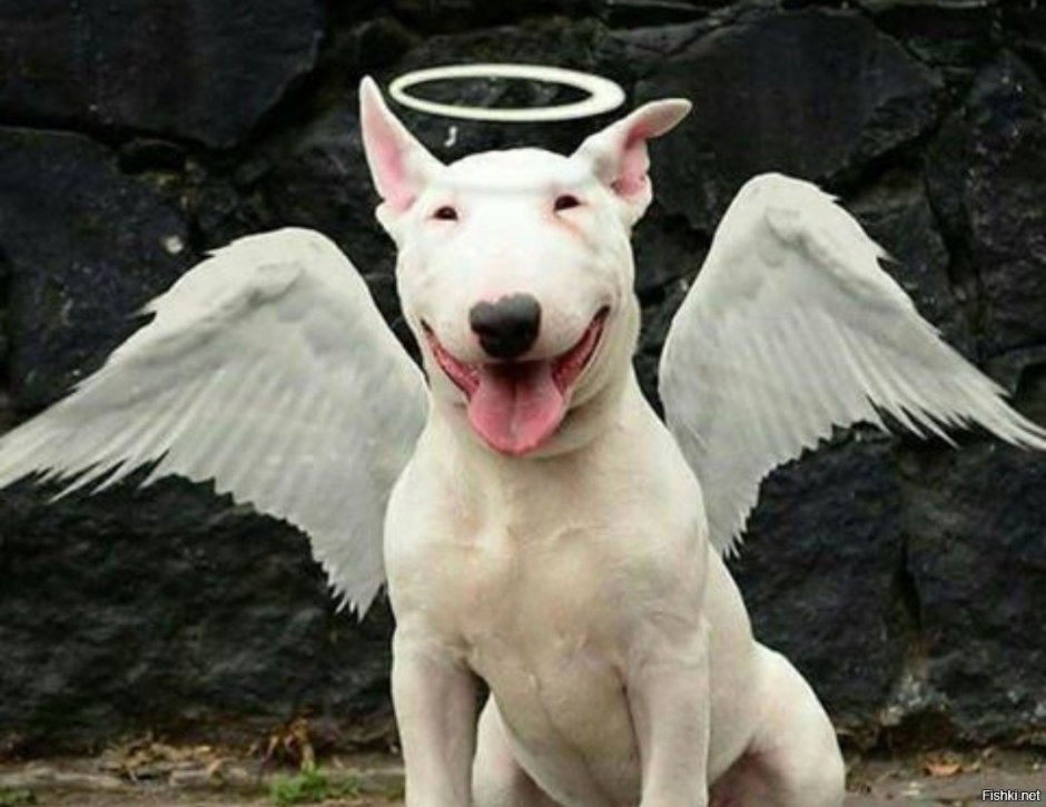 Самоед стандарт породы