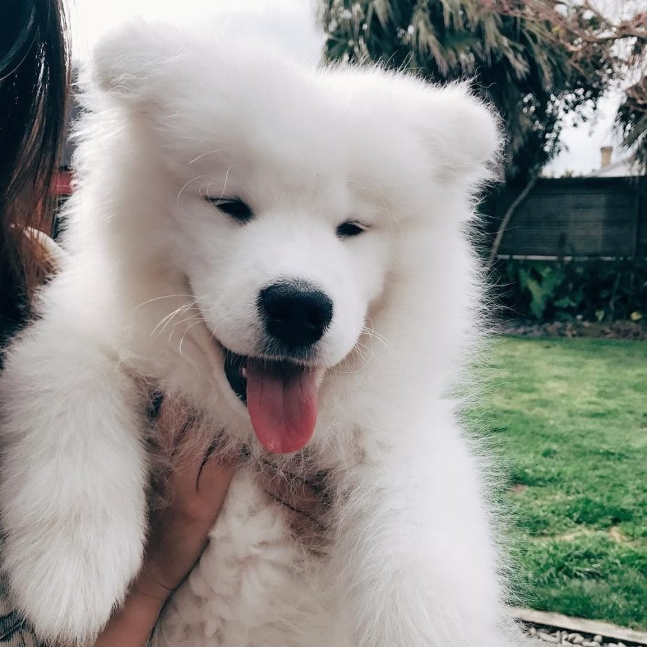 Самоед собака маленькая порода