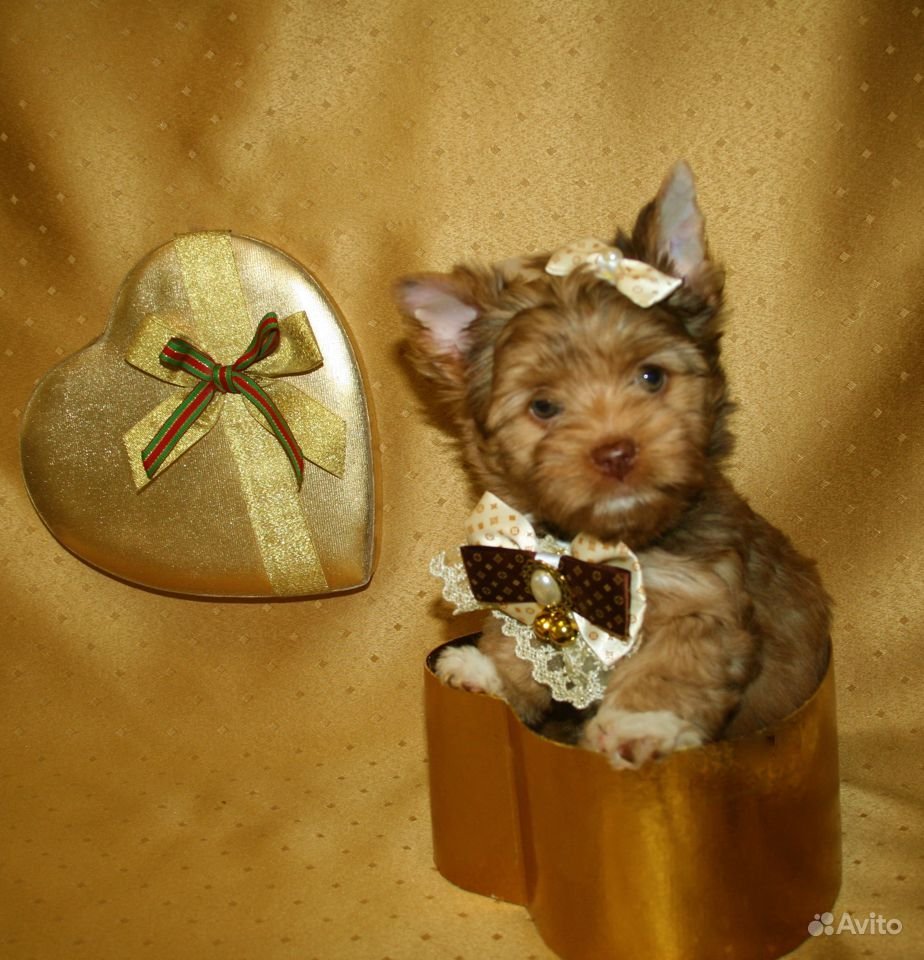 Йорк мраморного окраса