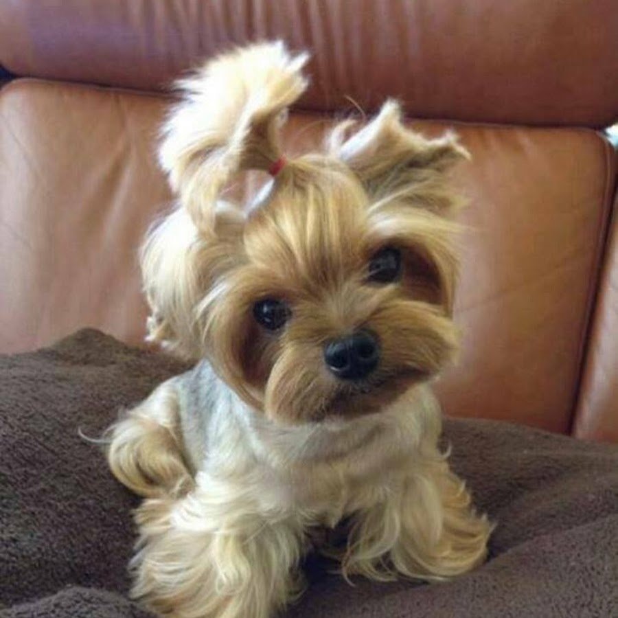 Кудрявый Йоркширский терьер