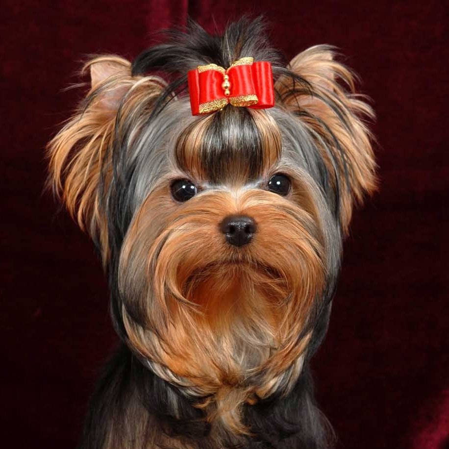 Йоркширский терьер малыш