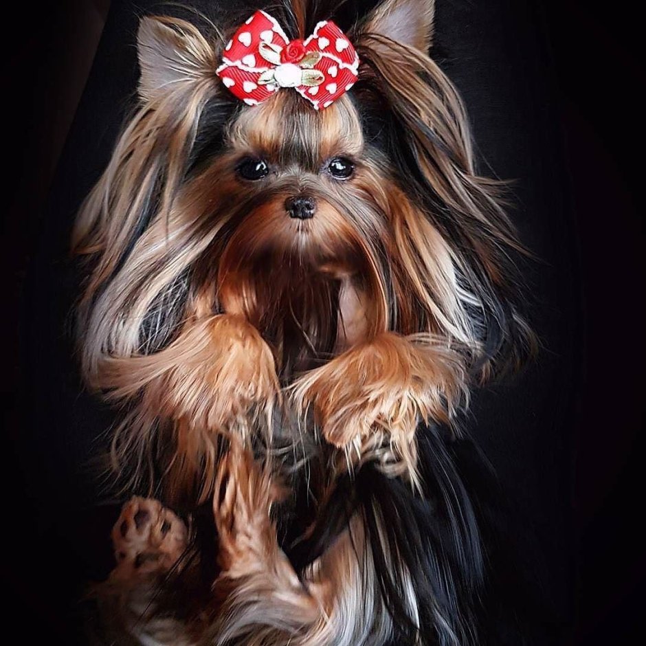 Блю Мерле Йоркширский терьер