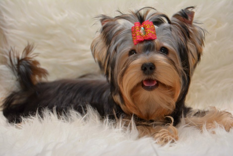 Йоркширский терьер в профиль