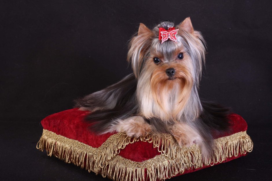 Лето приди быстрее с Йорком