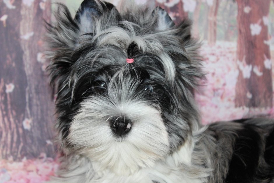 Мраморный Йоркширский терьер