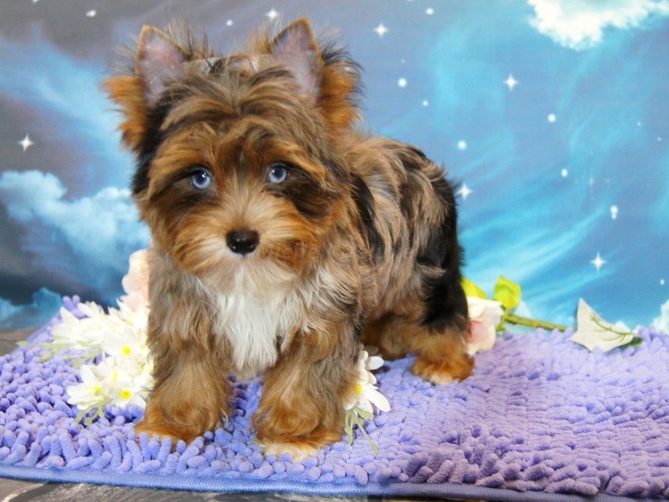 Блю Мерле Йорк