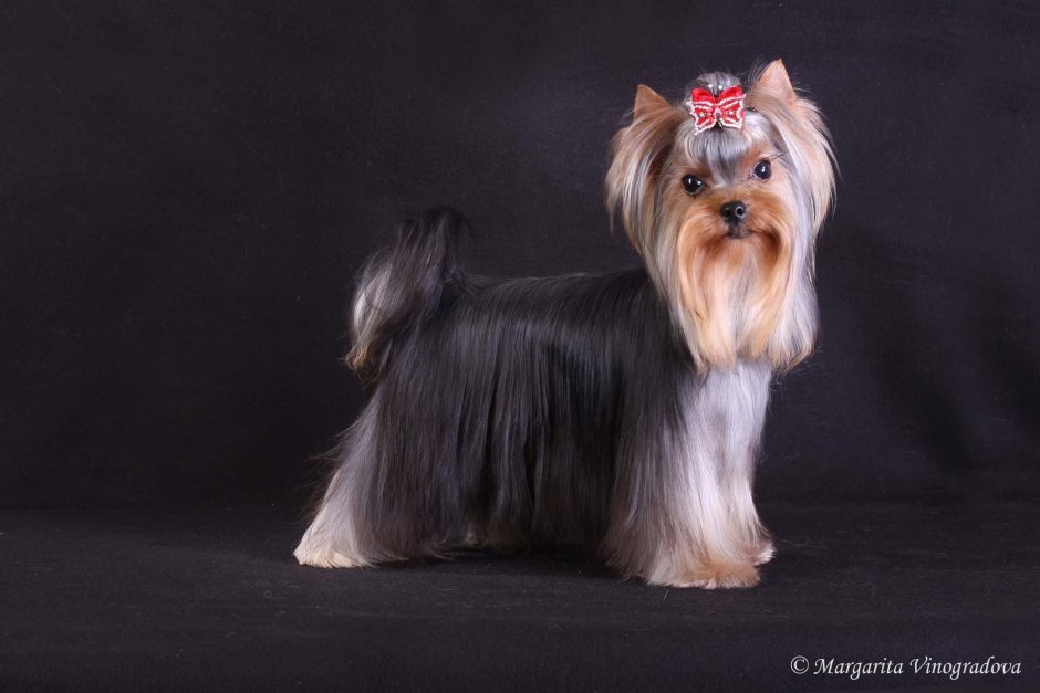 Стальной подпалый Йоркширский терьер