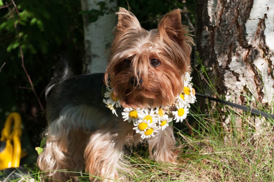 Йоркширский терьер оскал
