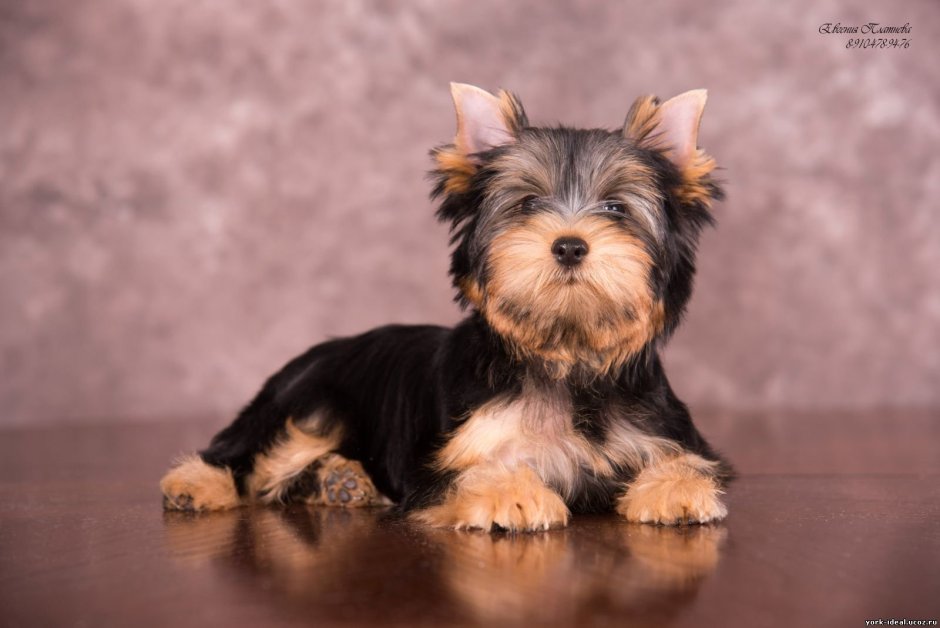 Йоркширский терьер плывет