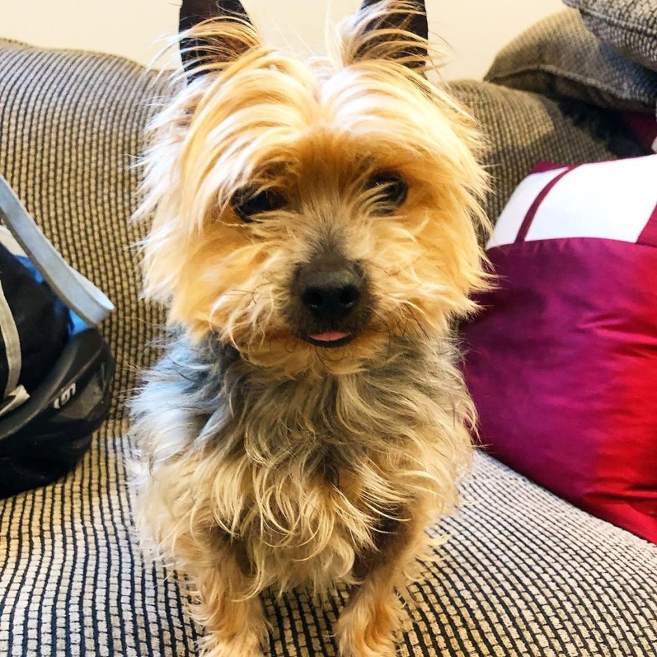 Йорк на руках