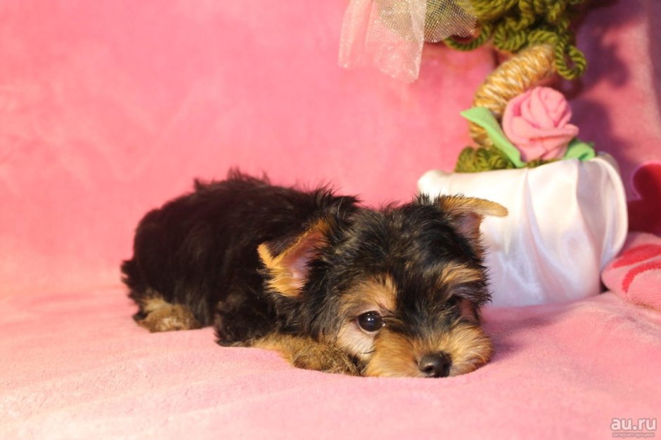 Йоркшир макси