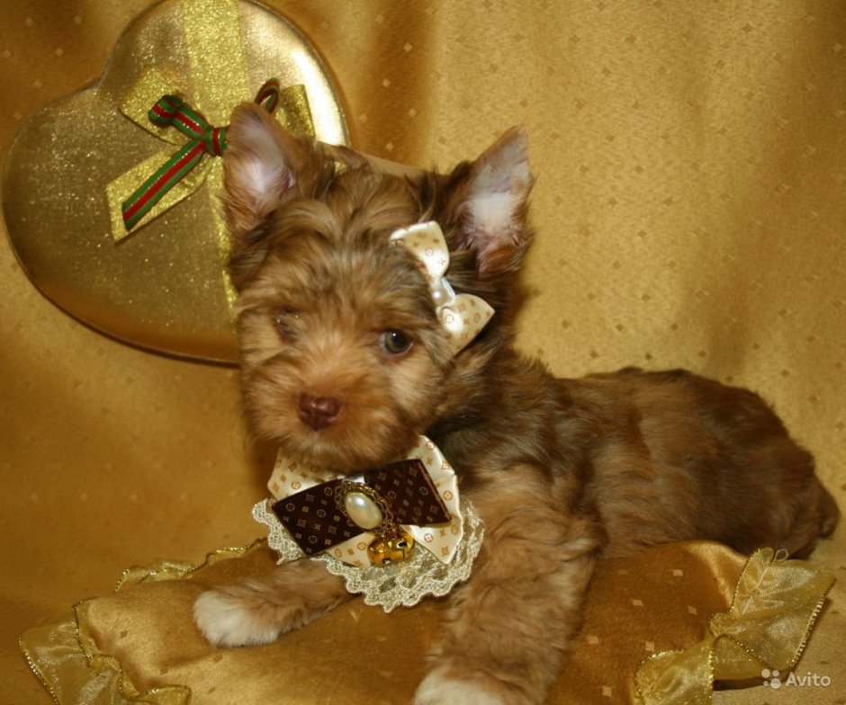 Шоколад) ный мраморный Йорк