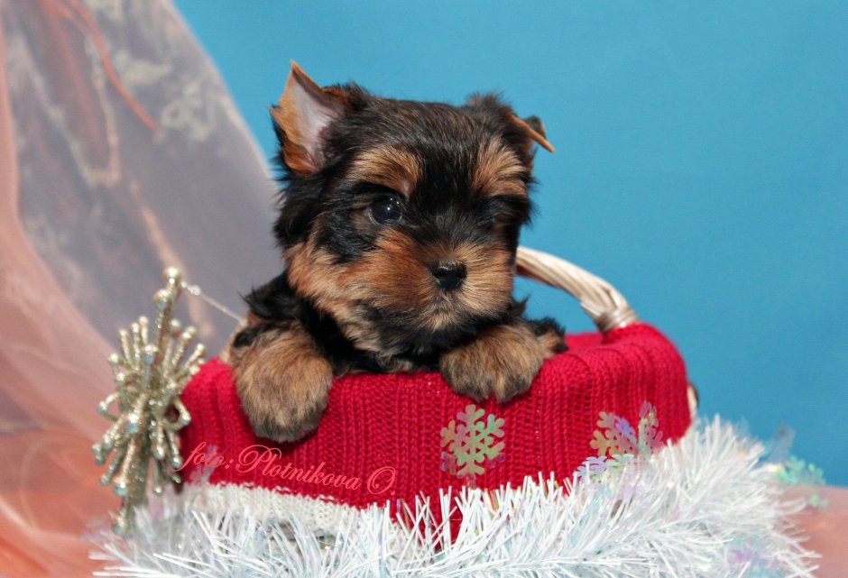 Питомник розовая мечта Йоркширский терьер