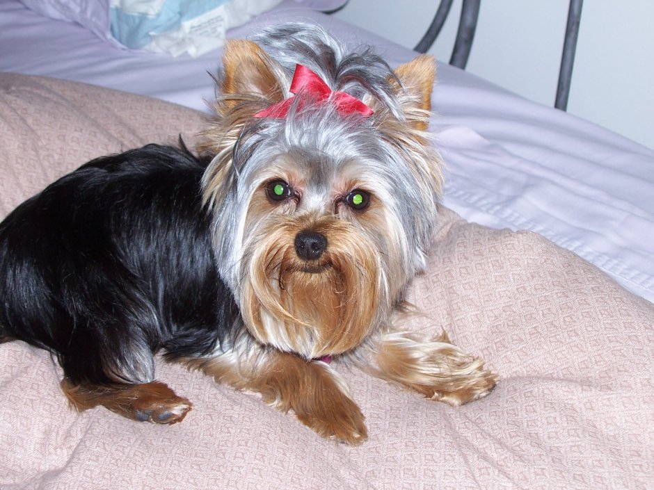 Йоркширский терьер рабочего разведения