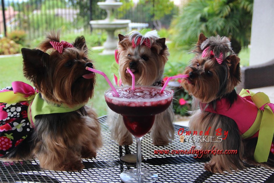 Стрижка Йорка Каскад