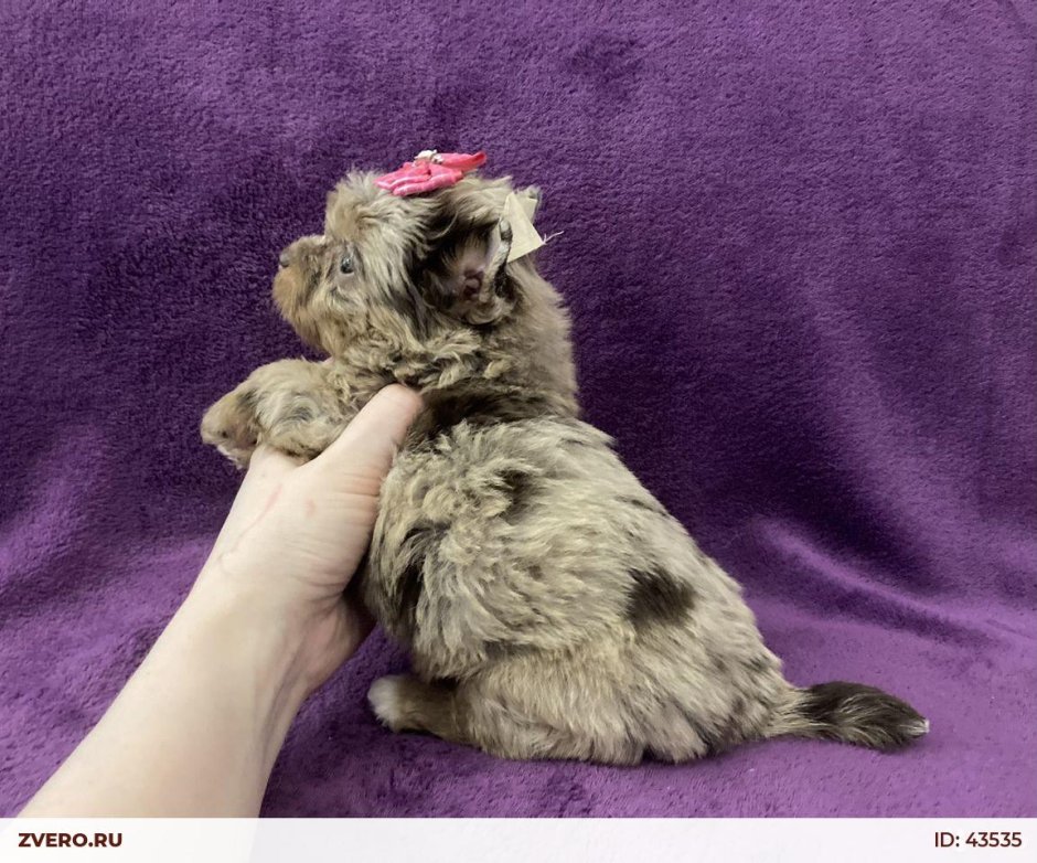 Йоркширский терьер Инстагра