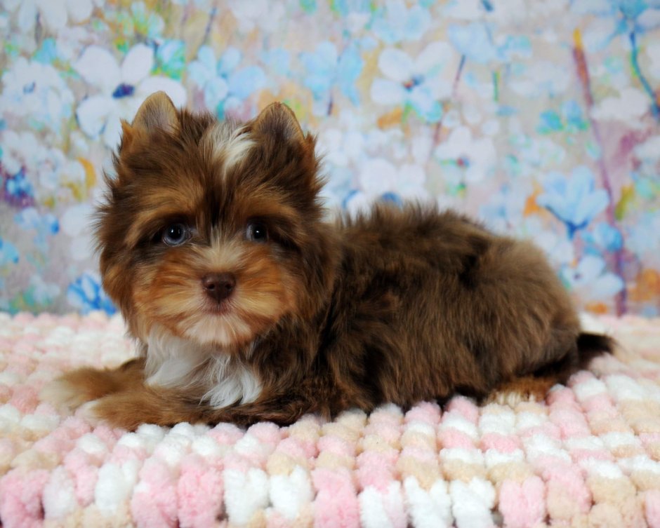 Терьер Йоркширский Малошерстный