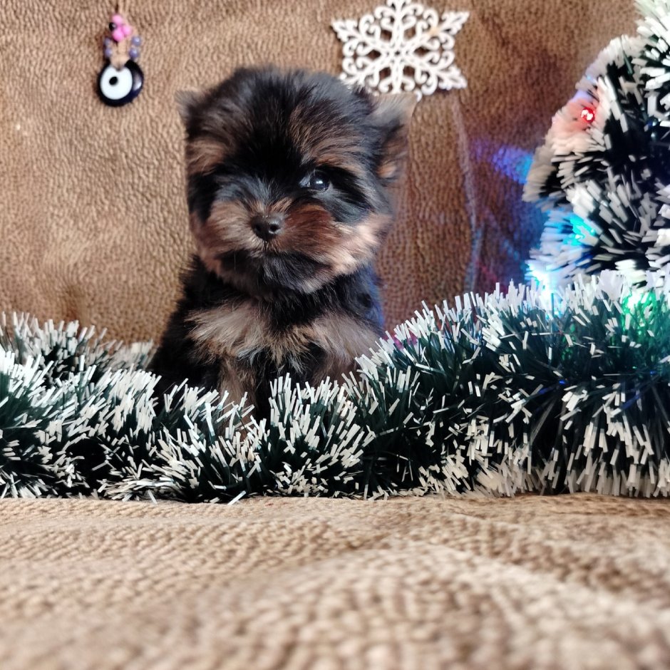 Йоркширский терьер Алиса вон Бетти