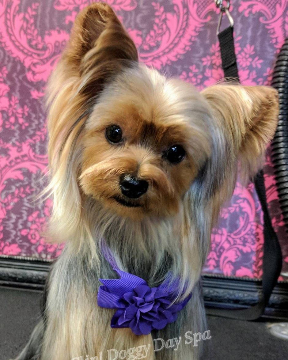 Груминг собак реклама