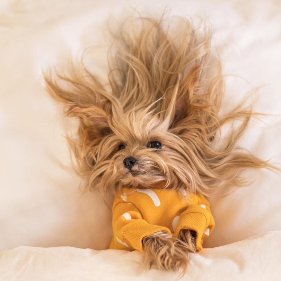 Жесткошерстный Йоркширский терьер