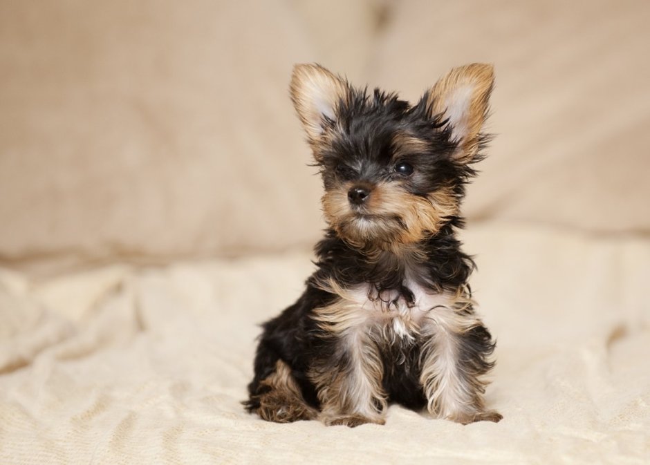 Стрижка собак Йорик