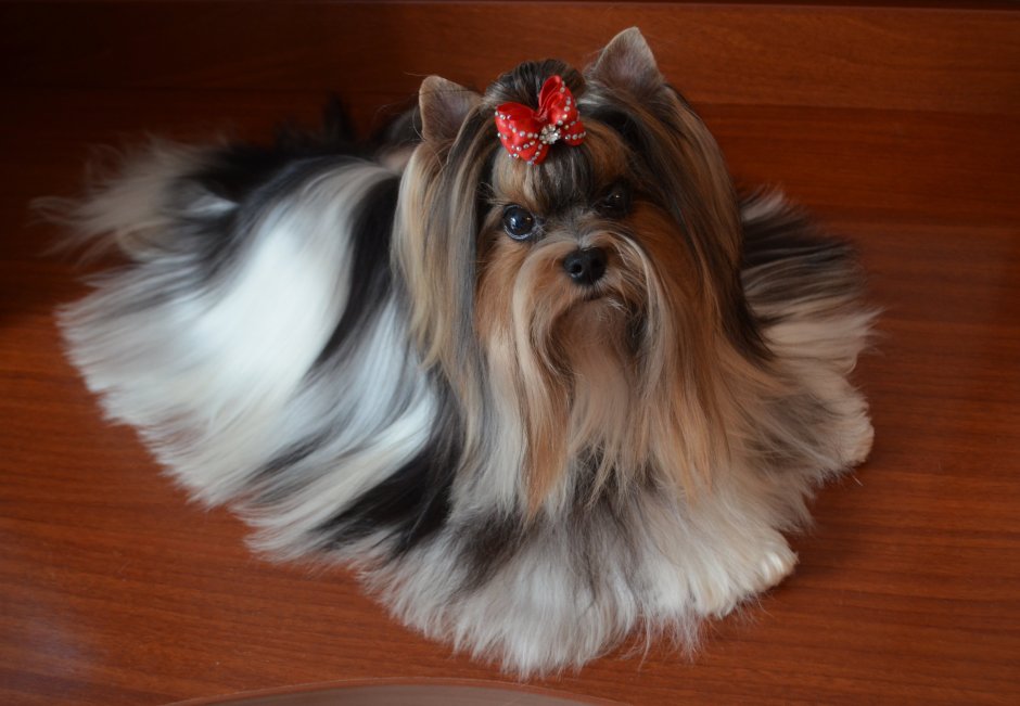 Йоркширский терьер Эстетика