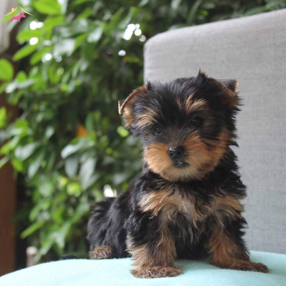 Мраморный Йоркширский терьер