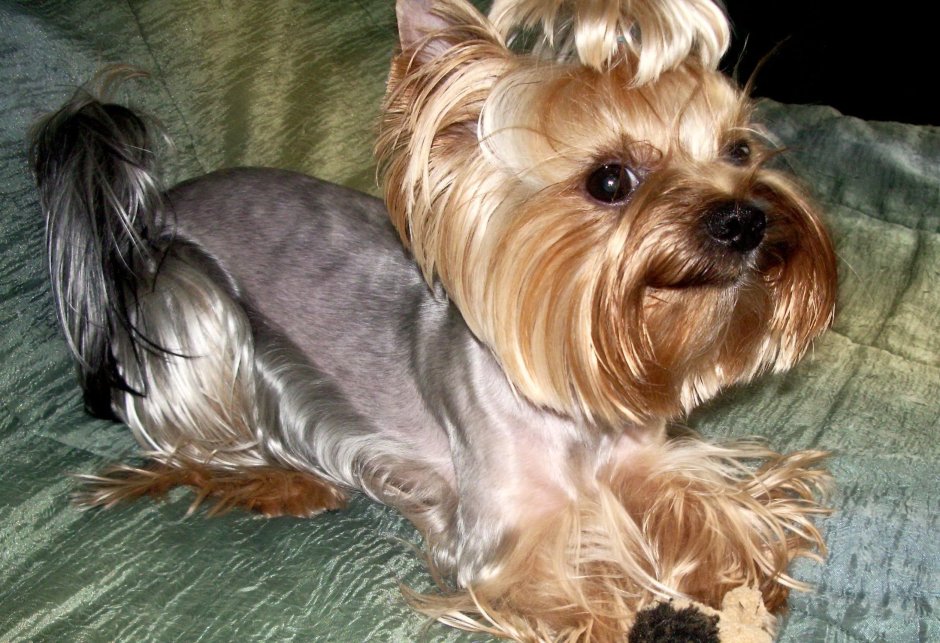 Йоркширский терьер Эстетика