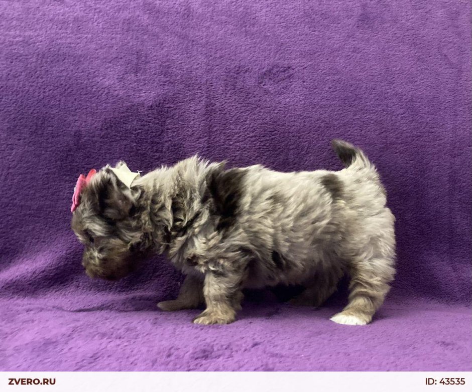 Йорк мрамор