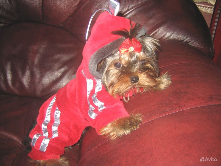 Йоркширский терьер шоко Мерле