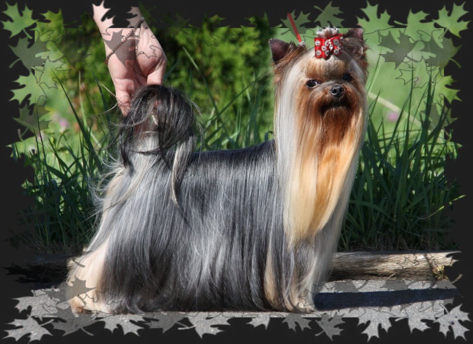 Питомник йоркширских терьеров в Москве