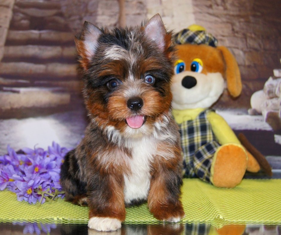 Блю Мерле Йорк