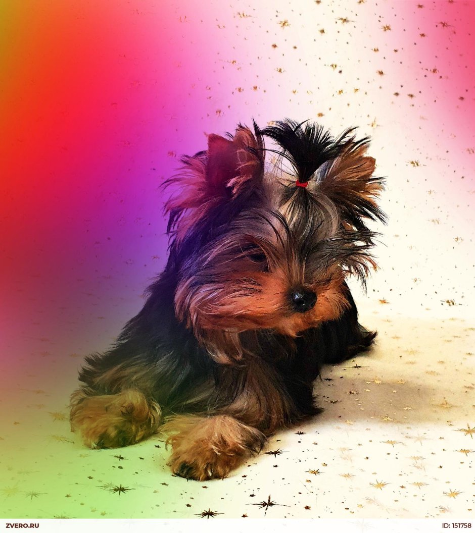 Йоркширский терьер черно золотой