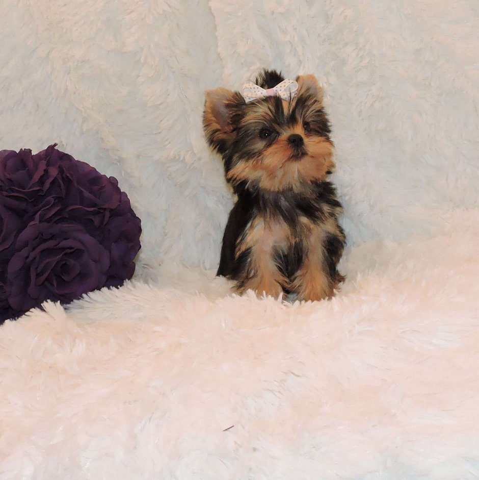 Зубы Йоркширский терьер