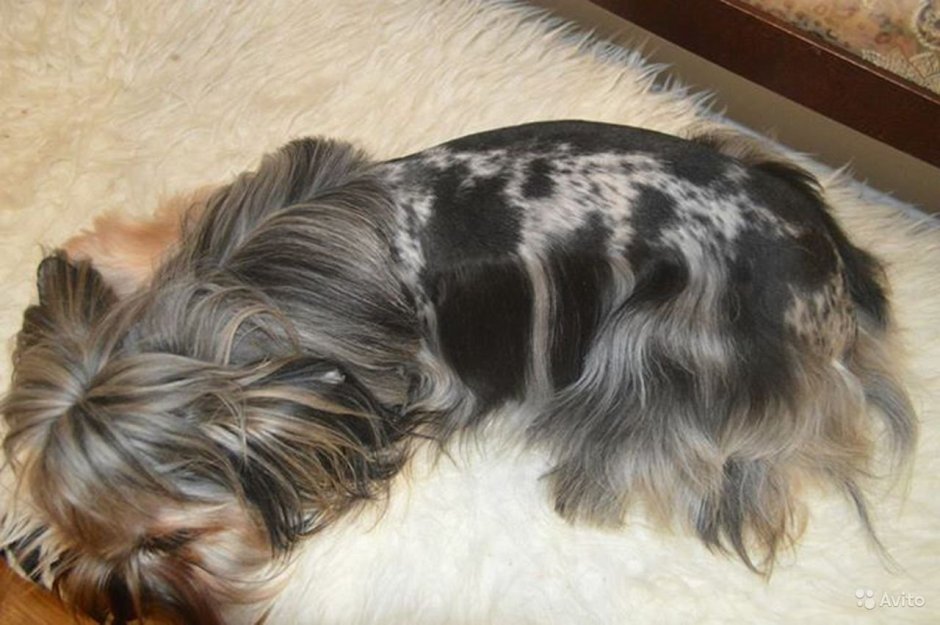 Йоркширский терьер короткошерстный фото