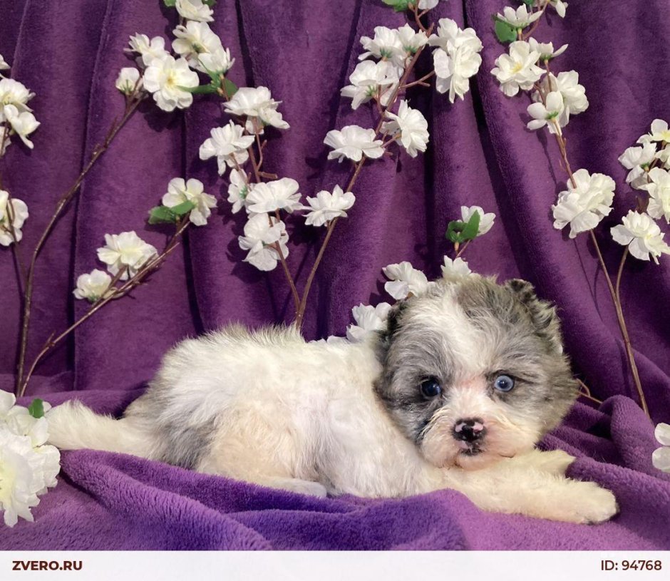 С днем рождения Йоркширский терьер