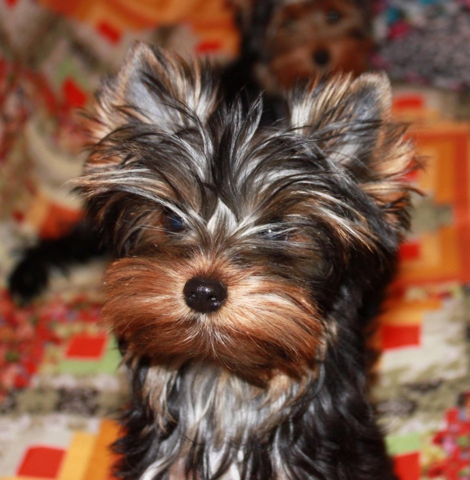 Ершистый терьер мини