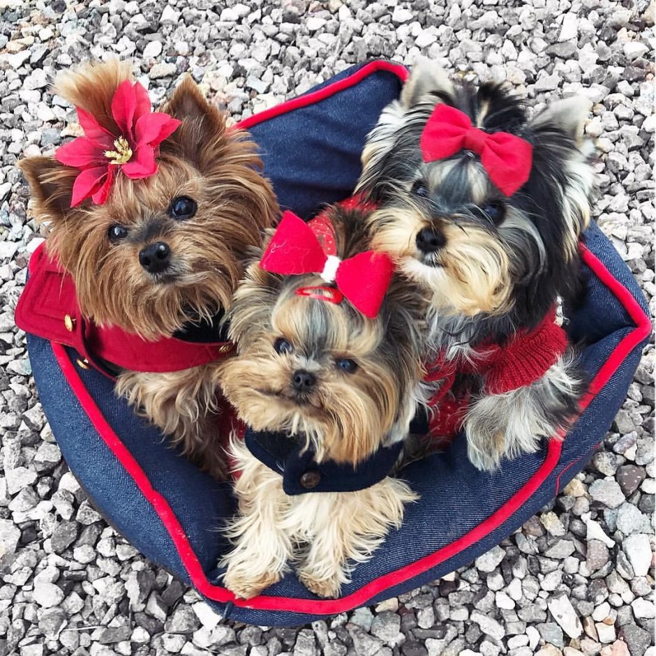 Йоркширский терьер со щенками