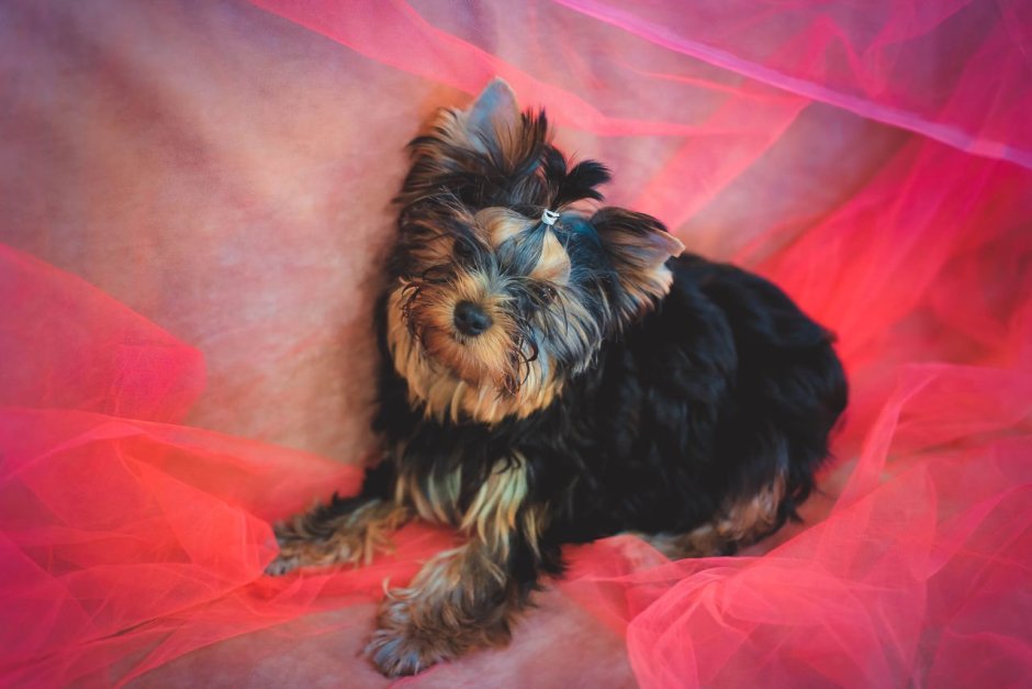 Бивер Блуберри