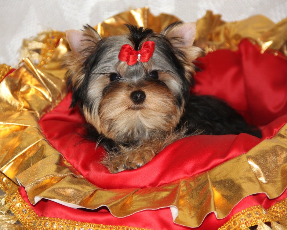 Йоркширский терьер и сфинкс