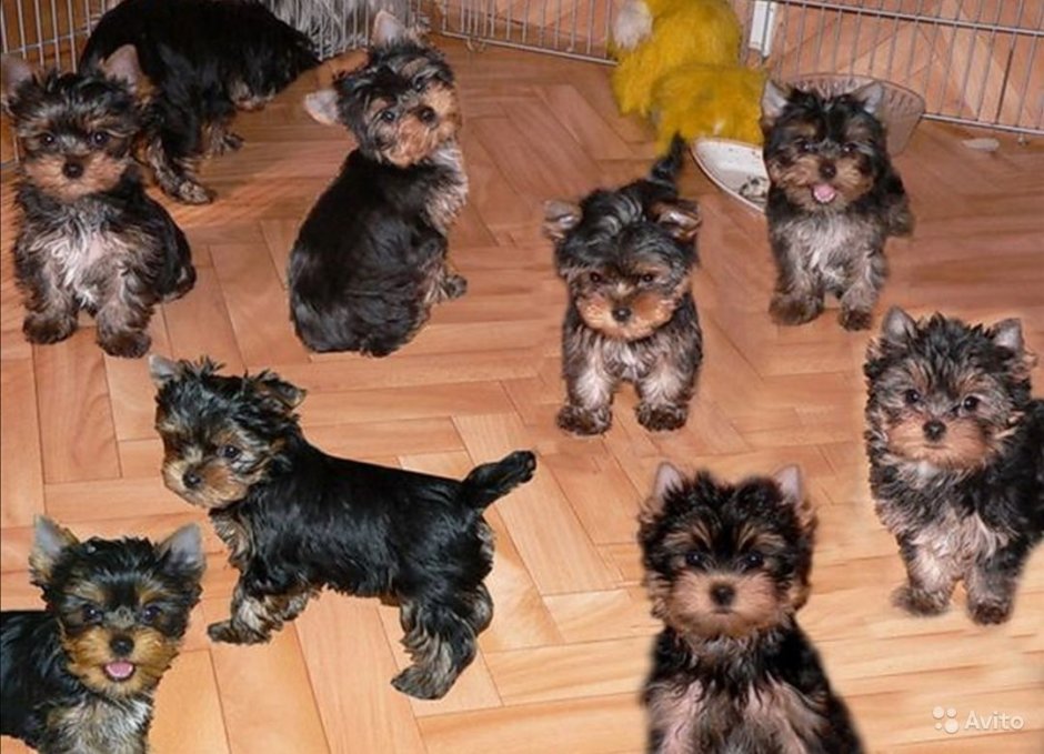 Йоркширский терьер Пинтерест